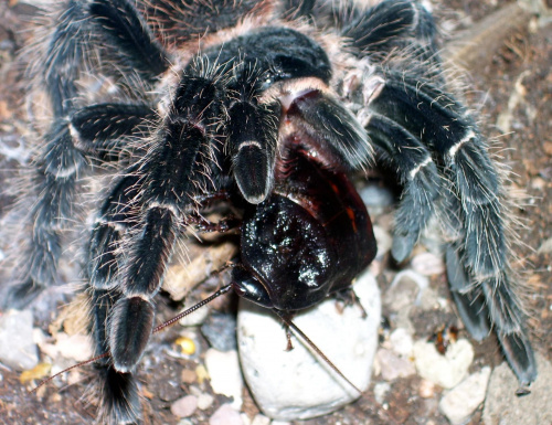 Lasiodora parhybana