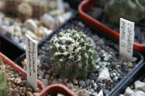 Copiapoa humilis