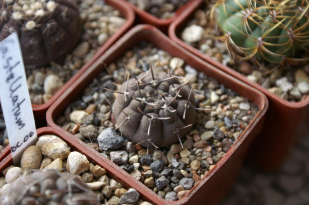 Gymnocalycium stellatum