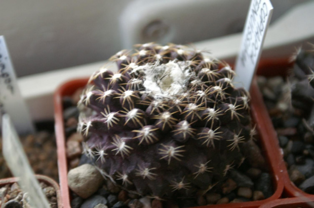 Copiapoa tenuissima