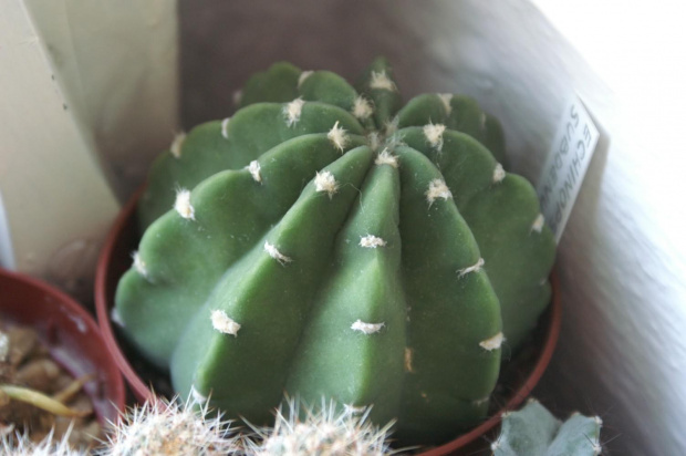 Echinopsis subdenudata