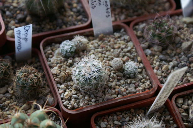 Gymnocactus beguinii v. senilis