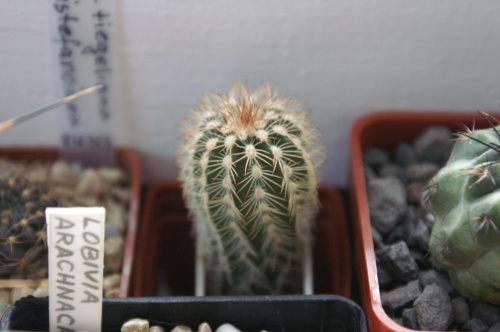 Echinocereus pectinatus v. oklahomensis