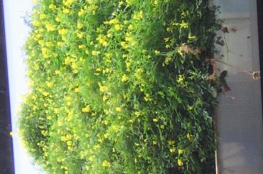 Nie oglądałem wszystkiego, jeszcze muzeum kończyli. Otwarcie było 23.06.2006 #muzeum #musee #natura #Branly #Paryż #żuczek #ściana #rośliny