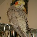 Moja pierwsza i najukochansza papużka Margolka