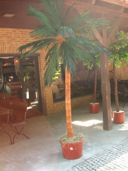 palma w Łebie-zamów
888936038
www.sztucznedrzewa.pl #drzewa