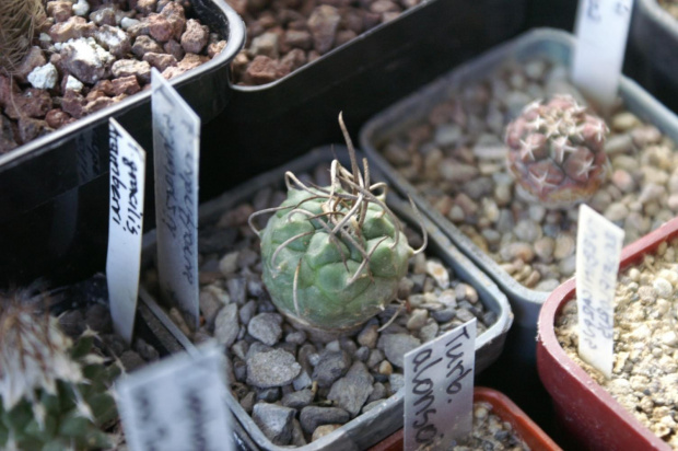 Turbinicarpus schwartzi v. rubriflorus