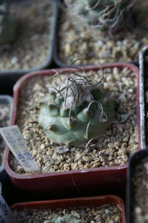 Turbinicarpus roseiflorus