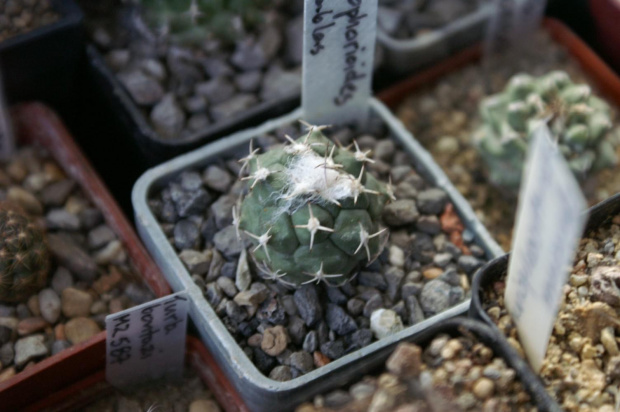 Turbinicarpus lophophorioides