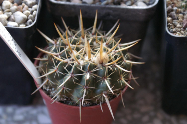 Notocactus mammulosus