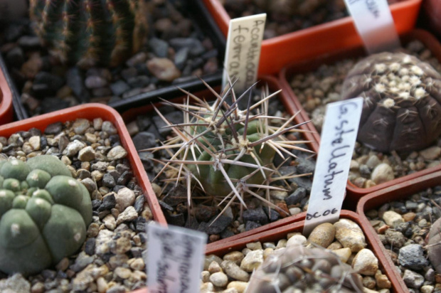 Acanthocalycium ferrarii