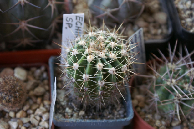 Echinopsis sp,