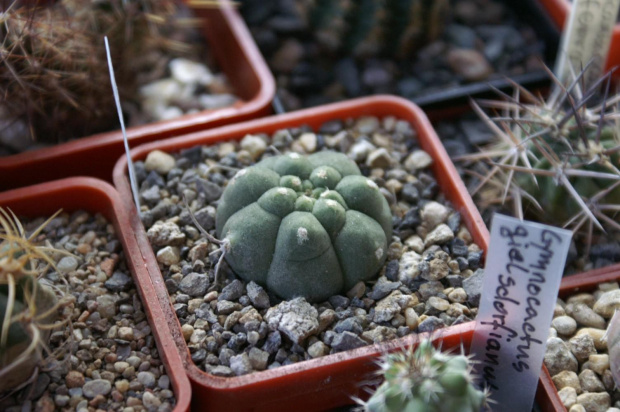 Matucana madisoniorum