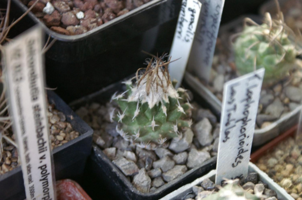 Turbinicarpus gracilis