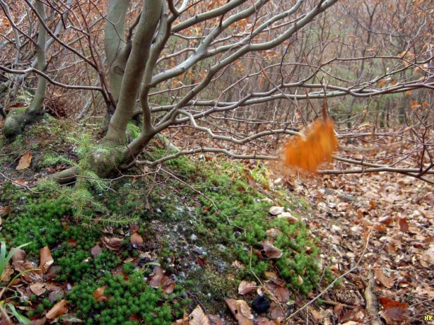 bukowy las nad jez.Otomino-ostatni spadajacy liść #jezioro #las #jesień #widoki #przyroda