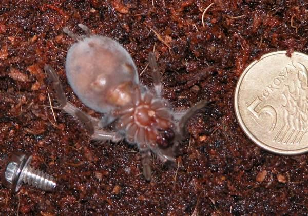 Martwy Brahypelma smithi (z winy poczty)