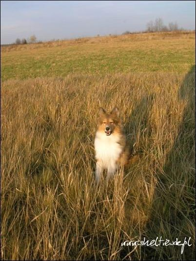 #sheltie #OwczarekSzetlandzki