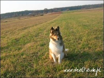 #sheltie #OwczarekSzetlandzki