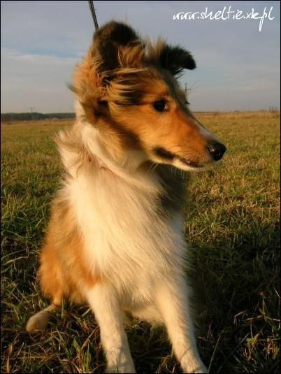 #sheltie #OwczarekSzetlandzki