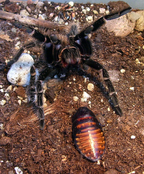 L. parahybana