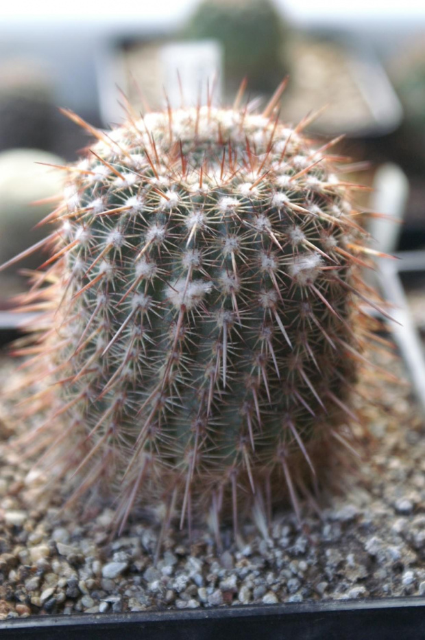 Notocactus roseiflorus