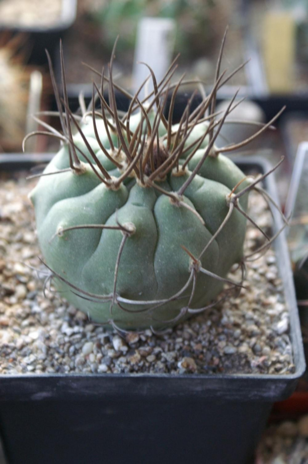 Matucana madisoniorum