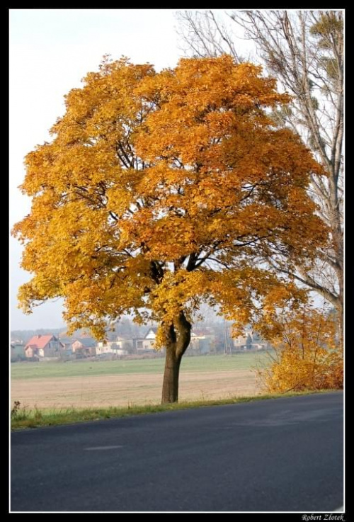 #jesień #drzewo