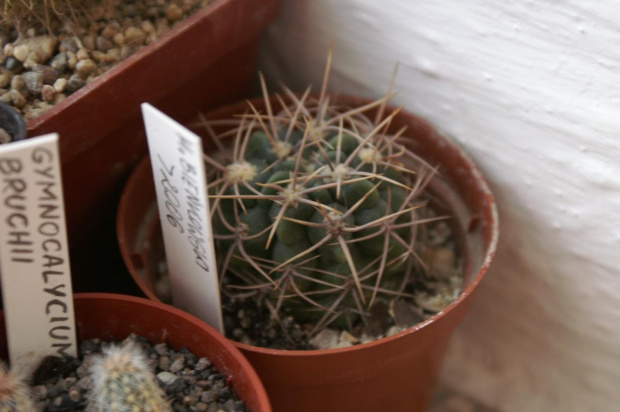 Gymnocalycium sp.