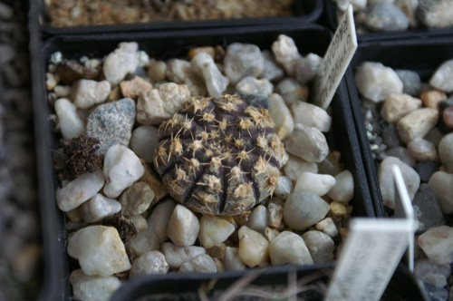 Gymnocalycium ragonesei