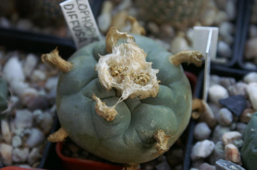 Lophophora diffusa