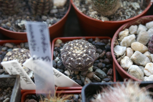 Gymnocalycium ragonesei