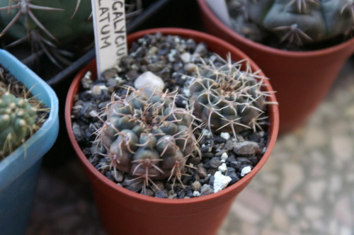 Gymnocalycium stellatum