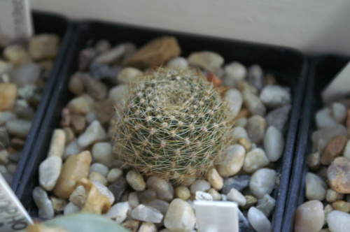 Rebutia marsonerii