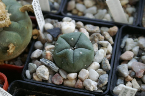 Lophophora williamsii