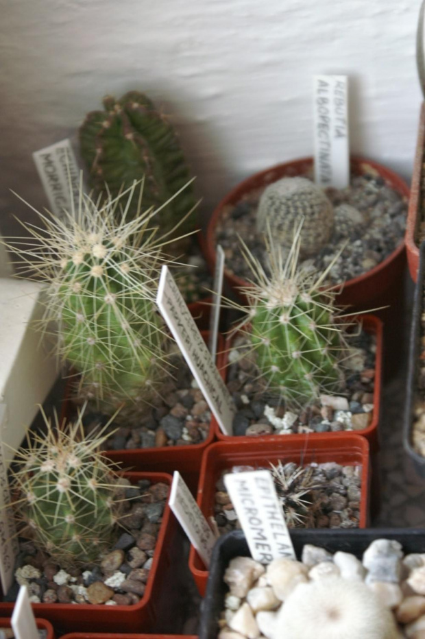 Echinocereus cinerascens