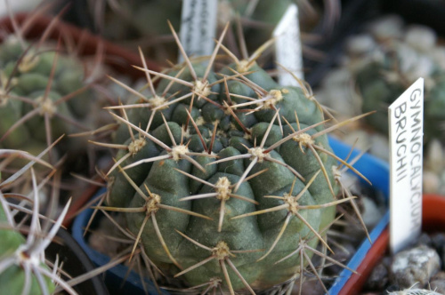 Gymnocalycium sp.