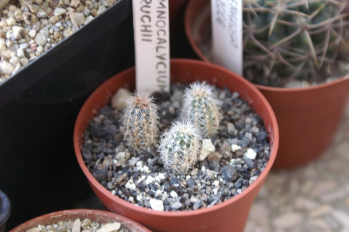 Gymnocalycium bruchii