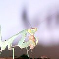 Sphodromantis viridis samiec