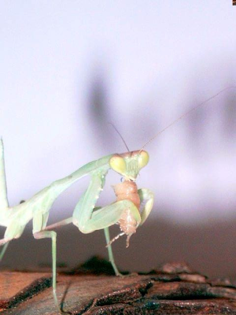 Sphodromantis viridis samiec