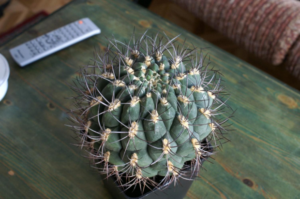 Gymnocalycium saglione