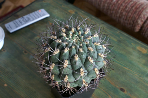 Gymnocalycium saglione