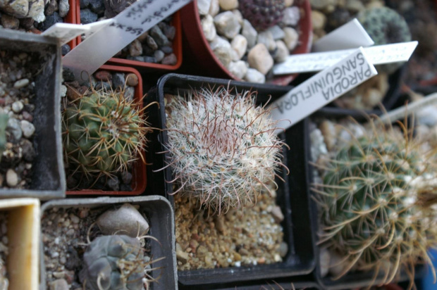 Parodia sanguiniflora