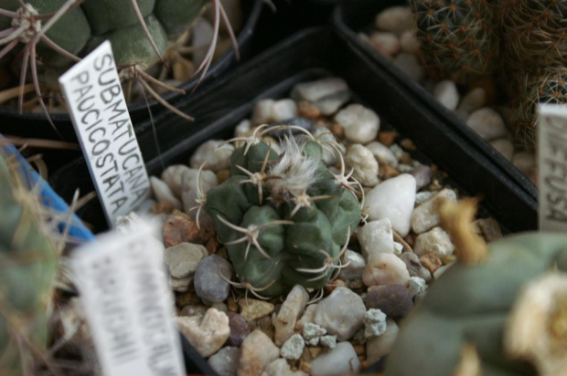 Submatucana paucicostata