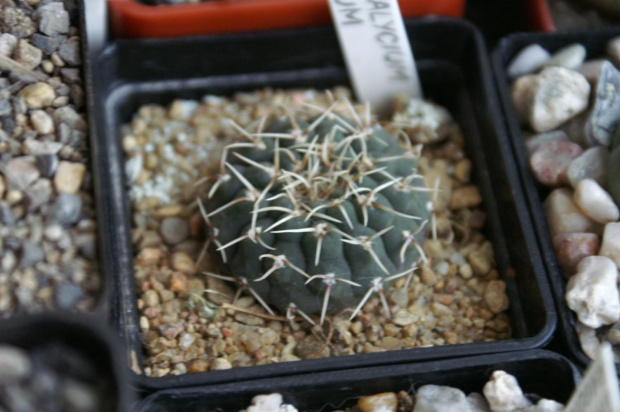 Gymnocalycium asterias