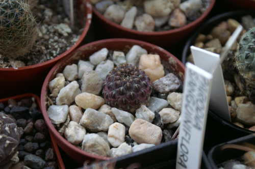 Sulcorebutia rauschii v. violacidermis