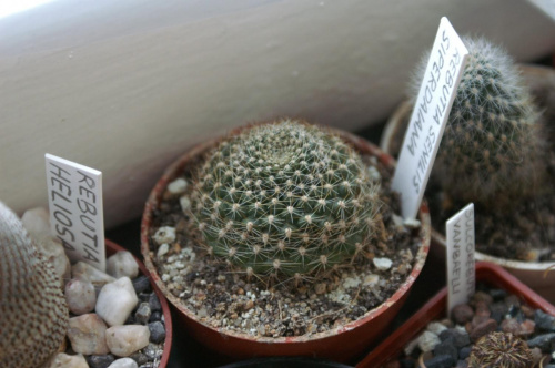 Rebutia senilis