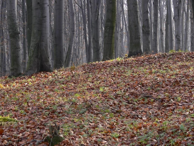 Rezerwat Ruskie Góry - Jura.