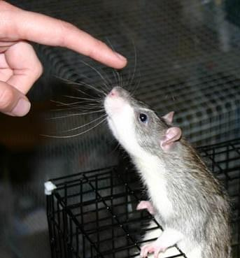 z ratbehavior.org