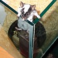 Udaremniona próba ucieczki :D A na serio - myszy nie są takie głupie, żeby skakać na łeb z wysokości 1 m. Po takim wyjściu na górę, same wracają do akwarium.