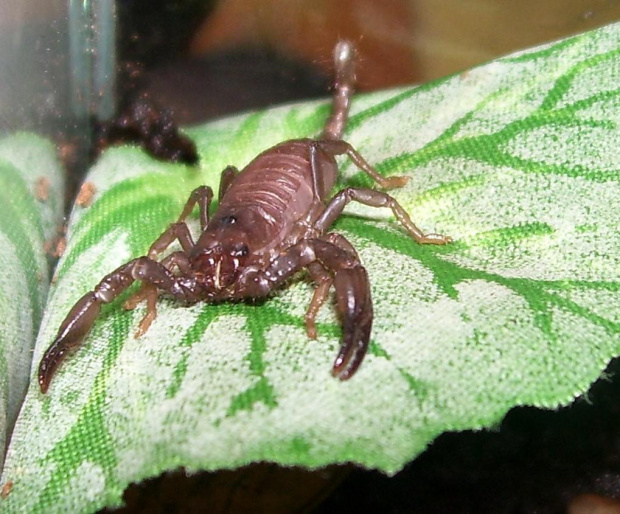 Heterometrus sp. java